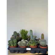 Колекція міні-кактусів